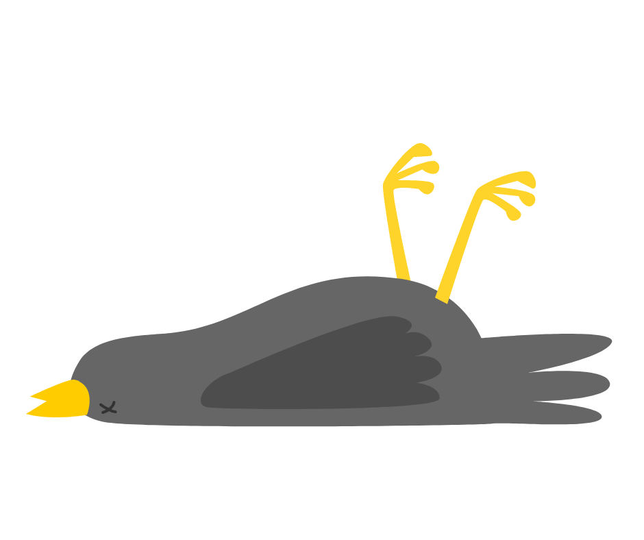 鳥の死骸
